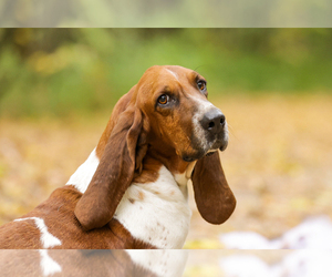 Mother of the Basset Hound puppies born on 03/21/2025