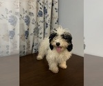 Small #21 Cavapoo-Poodle (Miniature) Mix
