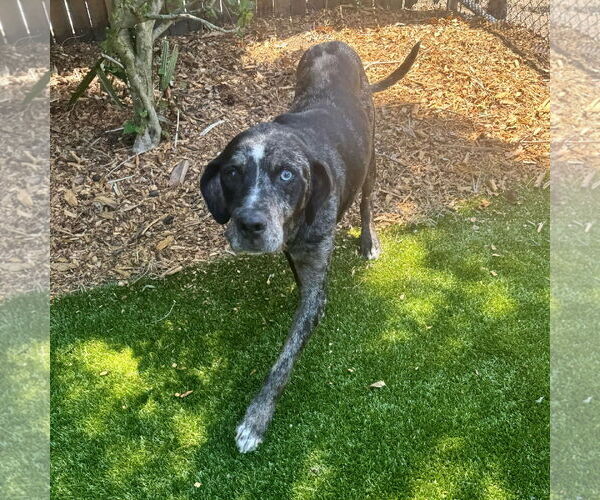 Medium Photo #3 Catahoula Leopard Dog-Unknown Mix Puppy For Sale in Hilton Head, SC, USA