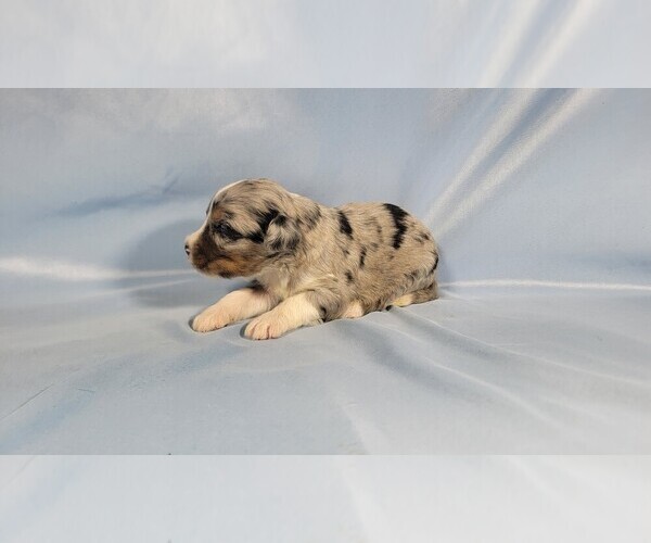 Medium Photo #4 Bernedoodle (Miniature) Puppy For Sale in BLACK FOREST, CO, USA