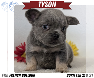 Medium French Bulldog