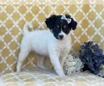 Small Photo #2 Jack Russell Terrier-Unknown Mix Puppy For Sale in LAKELAND, FL, USA