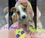 Small #3 Australian Shepherd Mix
