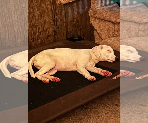 Medium Photo #7 Labrador Retriever-Unknown Mix Puppy For Sale in Oakhurst, NJ, USA