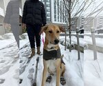 Small Photo #6 Labrador Retriever-Saluki Mix Puppy For Sale in Washington, DC, USA
