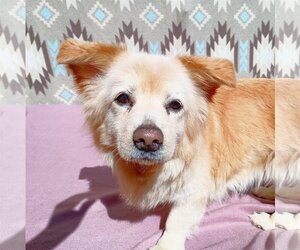 Pembroke Welsh Corgi-Unknown Mix Dogs for adoption in Apple Valley, CA, USA