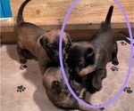 Small Photo #27 Belgian Malinois Puppy For Sale in LABADIE, MO, USA