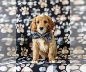 Goldendoodle (Miniature) Puppy for sale in GLEN ROCK, PA, USA