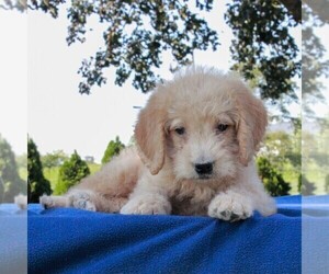 Labradoodle-Poodle (Miniature) Mix Puppy for sale in GAP, PA, USA