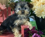 Small #4 Yorkshire Terrier