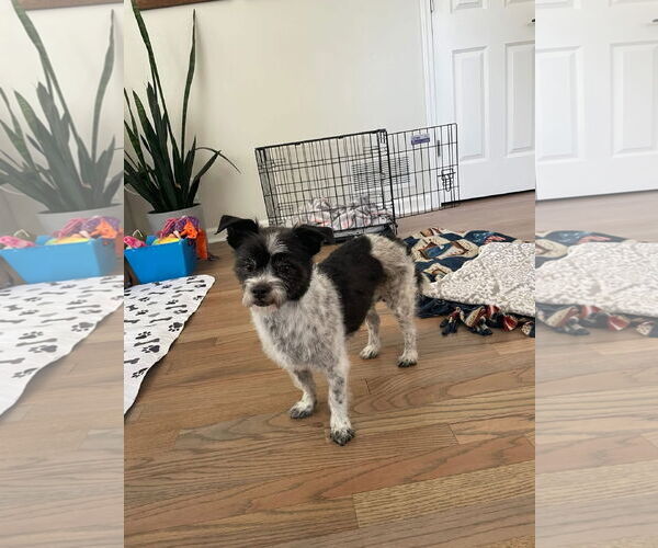 Medium Photo #8 Chihuahua-Unknown Mix Puppy For Sale in Grafton, WI, USA