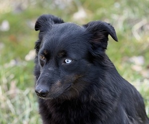 Mother of the Australian Shepherd puppies born on 03/09/2026