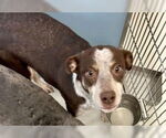 Small Australian Shepherd Mix
