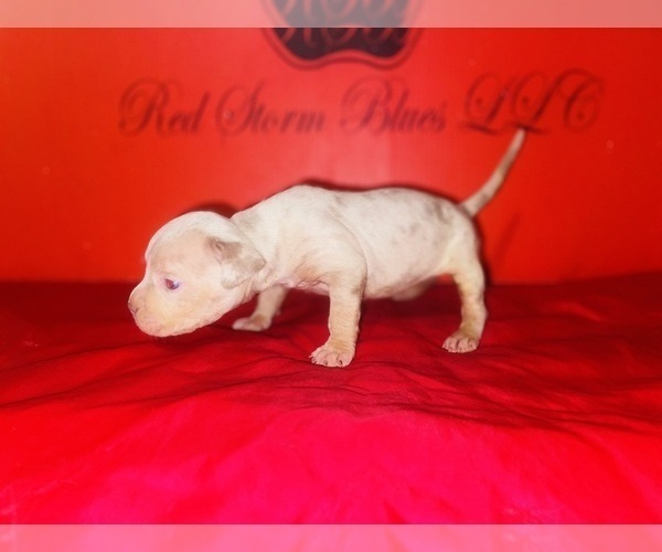 Medium Photo #4 American Bully Puppy For Sale in TRENTON, NJ, USA