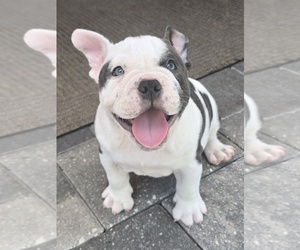 American Bully Puppy for sale in NORTH PORT, FL, USA