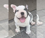 Image preview for Ad Listing. Nickname: Lola