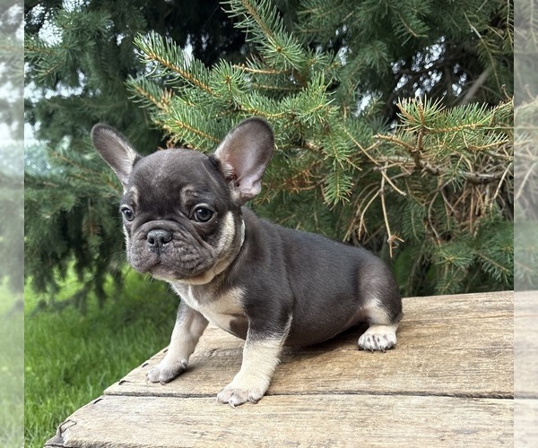 Medium Photo #2 French Bulldog Puppy For Sale in MIDDLEBURY, IN, USA