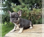 Small #1 French Bulldog