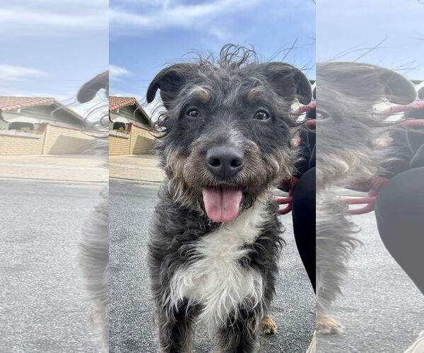 Medium Photo #1 Border Terrier-Unknown Mix Puppy For Sale in Newport Beach, CA, USA