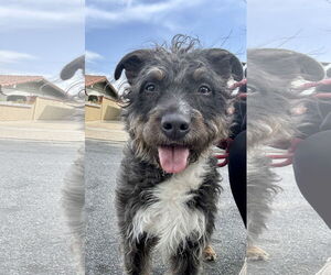 Border Terrier-Unknown Mix Dogs for adoption in Newport Beach, CA, USA