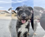 Small Border Terrier Mix