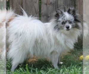 Mother of the Pomeranian puppies born on 10/26/2022