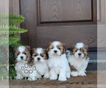 Small #1 Shih Tzu