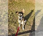 Small #1 Huskies  Mix