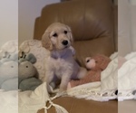 Small #3 Golden Retriever