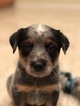 Small Photo #25 Australian Cattle Dog Puppy For Sale in PAHRUMP, NV, USA