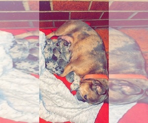 Mother of the French Bulldog puppies born on 04/09/2025