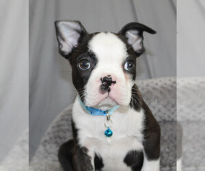 Boston Terrier Puppy for sale in BROOKSVILLE, FL, USA