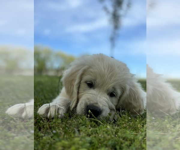 Medium Photo #7 English Cream Golden Retriever Puppy For Sale in WHITE HOUSE, TN, USA