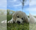 Small #6 English Cream Golden Retriever