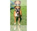 Small #3 Boxer