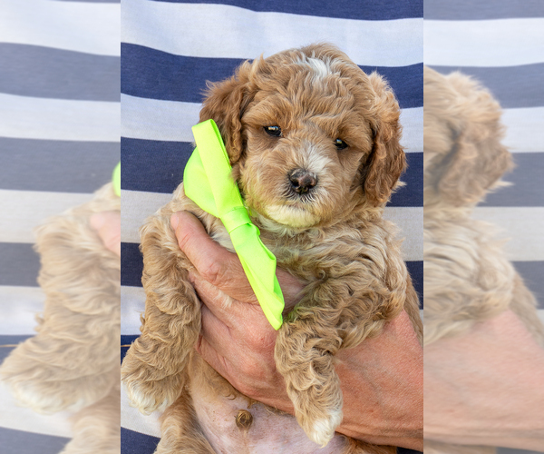 Medium Photo #1 Goldendoodle (Miniature) Puppy For Sale in ROY, UT, USA