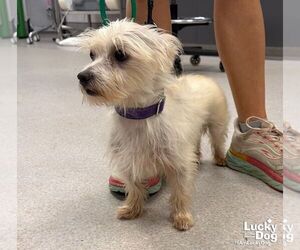 Mutt Dogs for adoption in Washington, DC, USA