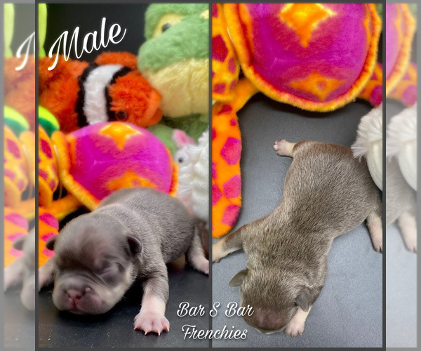 Medium Photo #2 French Bulldog Puppy For Sale in BELLVILLE, TX, USA
