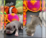 Small Photo #2 French Bulldog Puppy For Sale in BELLVILLE, TX, USA