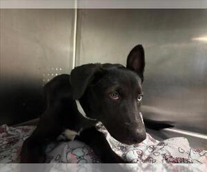 German Shepherd Dog-Siberian Husky Mix Dogs for adoption in Rancho Cucamonga, CA, USA