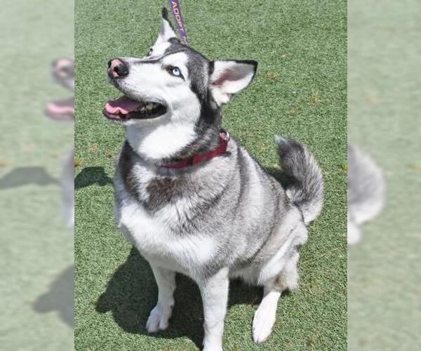 Medium Photo #6 Alaskan Malamute-Huskies  Mix Puppy For Sale in Elmsford, NY, USA