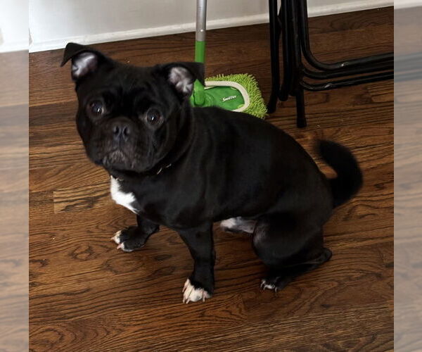 Medium Photo #3 Pug-Unknown Mix Puppy For Sale in East Derry, NH, USA