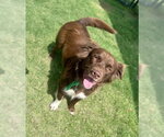 Small Australian Shepherd Mix