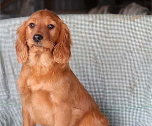Cavalier King Charles Spaniel-Goldendoodle Mix Puppy for sale in SHILOH, OH, USA