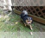 Small Photo #4 Pomeranian Puppy For Sale in DINWIDDIE, VA, USA