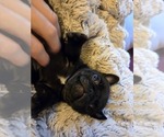 Small #6 Pug