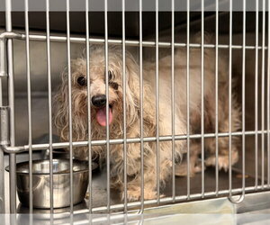 Tobey - Male Maltese-Unknown Mix Dog for Adoption - Photo #4