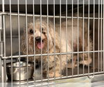 Small #3 Maltese Mix