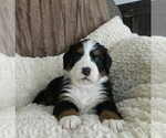 Puppy Ashley Bernese Mountain Dog