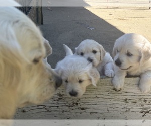 English Cream Golden Retriever Puppy for sale in GENOA CITY, WI, USA